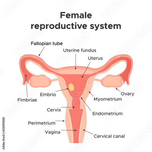 Female genital organs. Reproductive system. Infographics. Vector illustration.