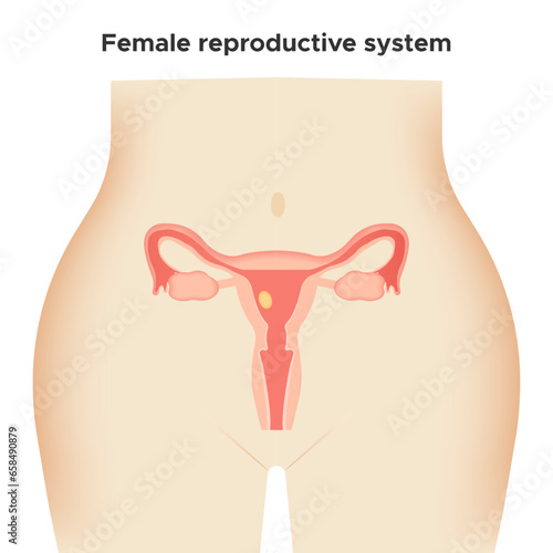 Female genital organs on white background. Reproductive system. Woman body. Vector illustration.