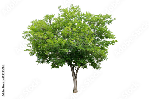 Isolated green tree on white background with clipping path