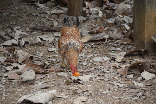 A buff speckled rooster in backyard   can chickens eat oranges