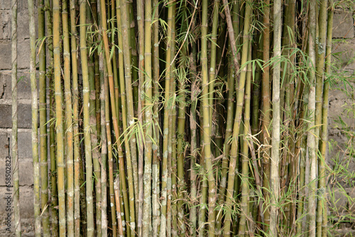 A group of bamboo stems.