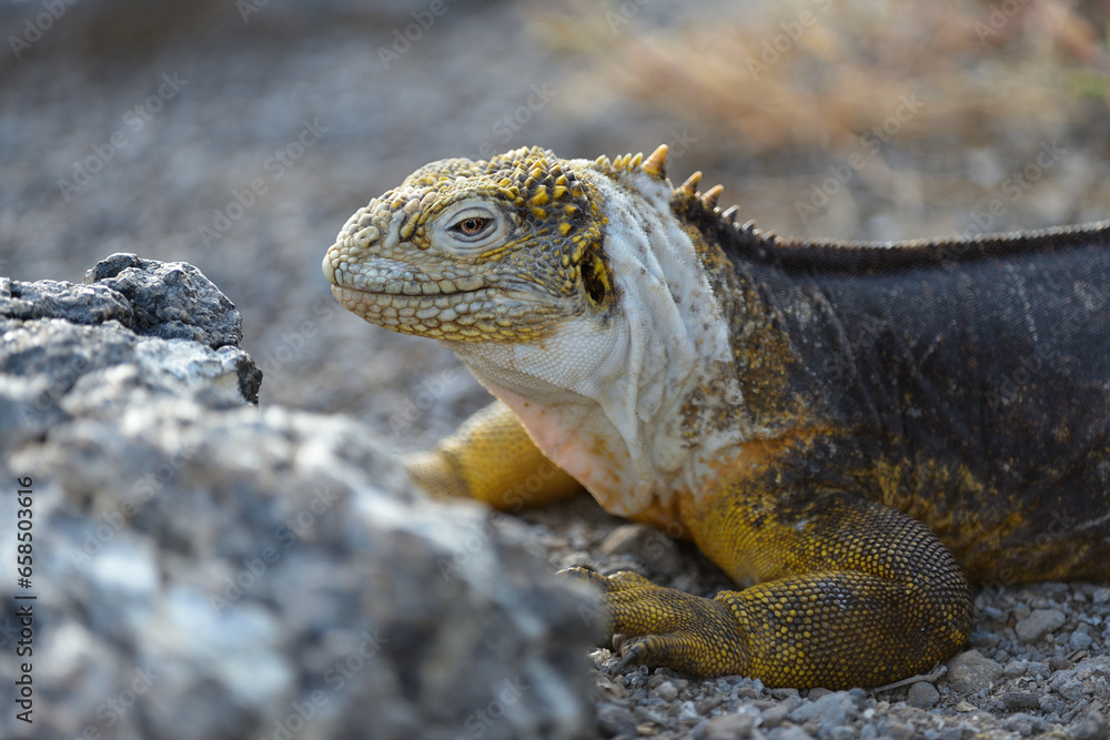 Portrait Landiguana Portrait Landiguana
