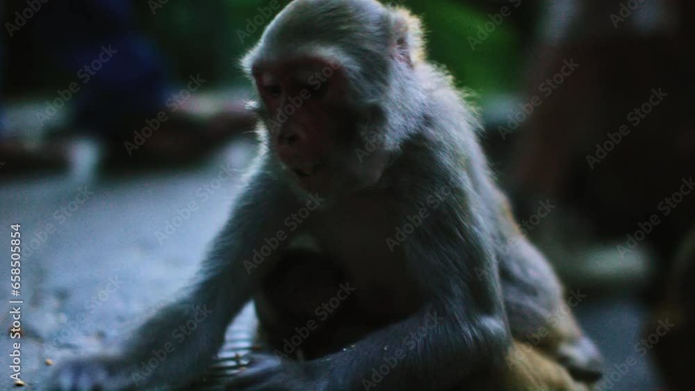 Monkey eating, close up, slow motion Monkey eating, close up, slow motion