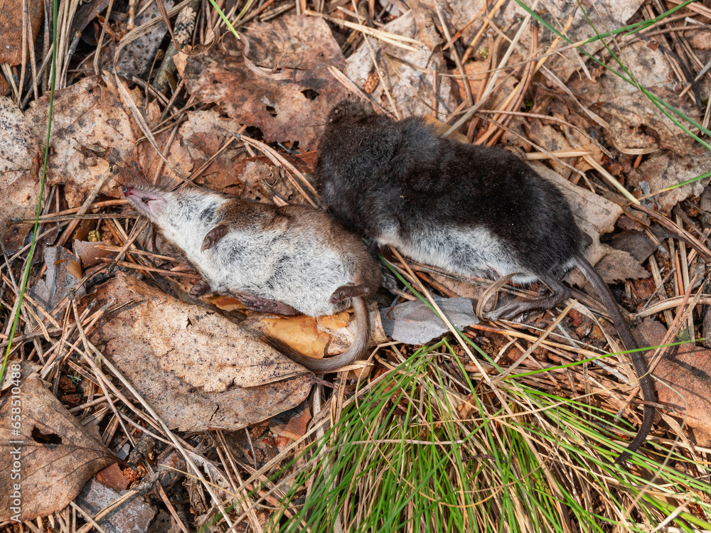Dead common shrew (Sorex araneus) on the ground. Dead common shrew (Sorex araneus) on the ground.