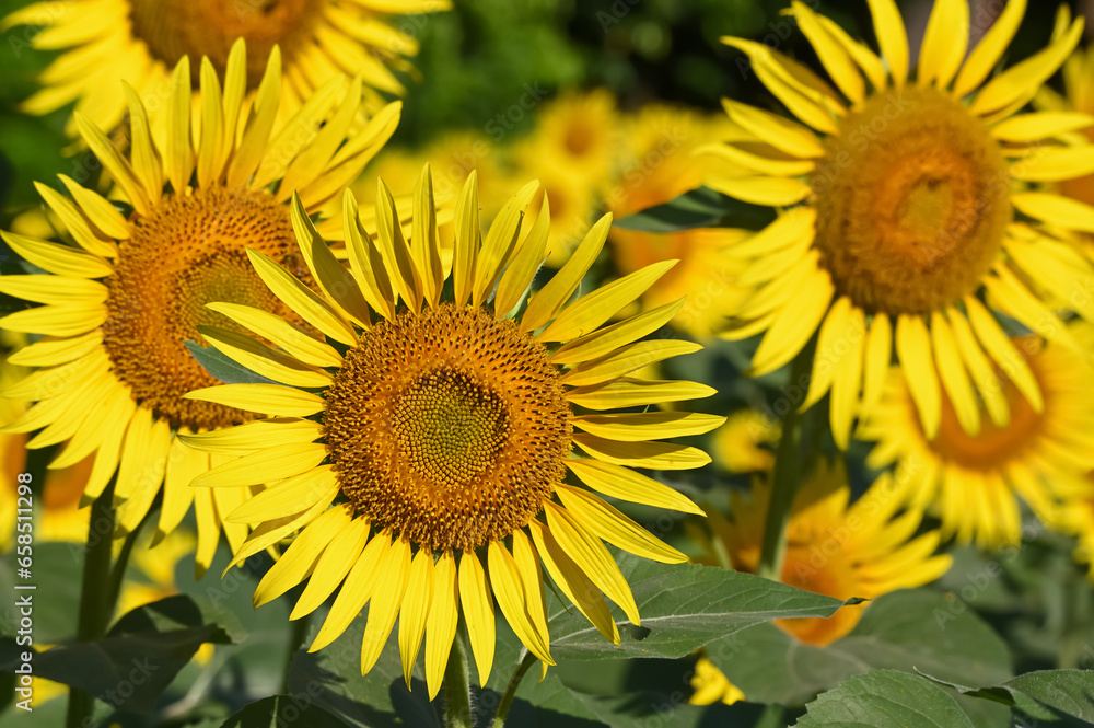 Fototapeta premium ヒマワリの花(Sunflower)