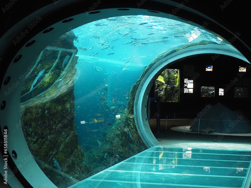 上越市水族館 うみがたりの水中トンネル