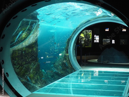 上越市水族館 うみがたりの水中トンネル