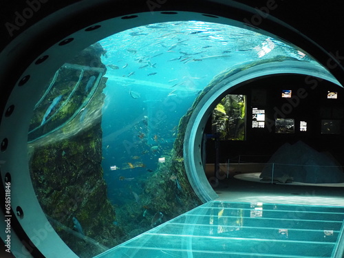 上越市水族館 うみがたりの水中トンネル