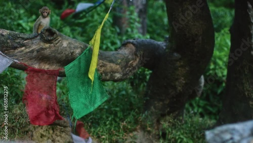 Monkeys playing in tree with prayer flags - slow motion
