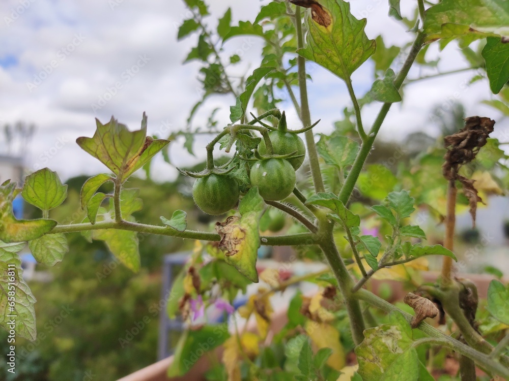 Fototapeta premium Green tomatoes growing on a vine, surrounded by lush leaves. Smooth texture, healthy plant, cloudy sky background. Early stages of tomato growth, natural beauty, potential harvest.