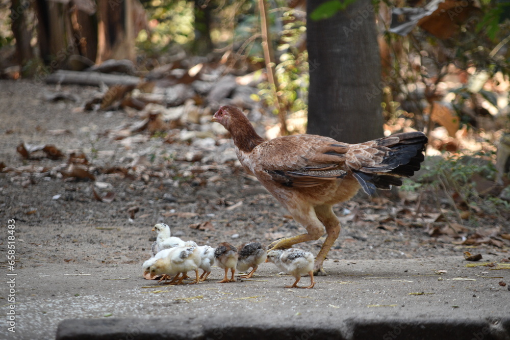 Obraz premium A brown color Aseel or Asil hen caring raising foraging her newly hatched baby chicks in the backyard garden