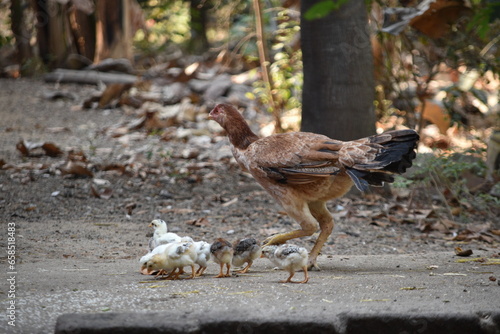 A brown color Aseel or Asil hen caring raising foraging her newly hatched baby chicks in the backyard garden photo