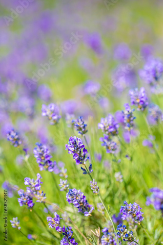 Spring lavender flowers under sunlight. Lilac flowers close up. Beautiful landscape of nature with a panoramic view. Hi spring. long banner