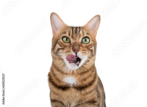 A Bengal cat licks its lips in anticipation of food.