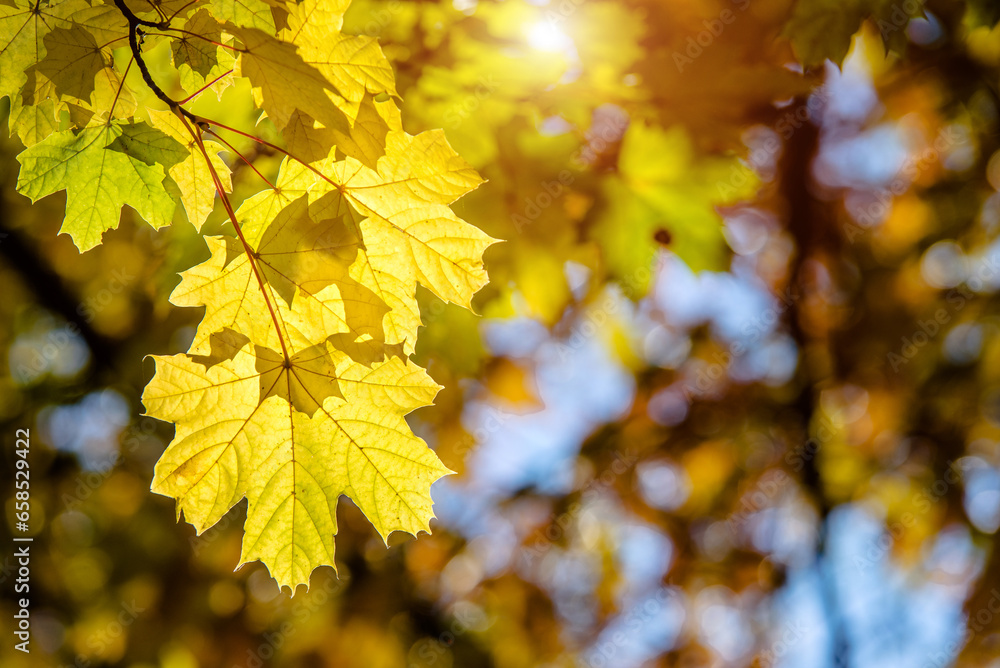 Autumn background-yellow maple leaves in the city Park
Autumn background-yellow maple leaves in the city Park