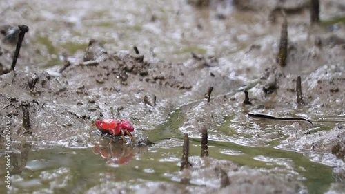 Red ghost crab moving slowly in muddy swamp of mangrove forest searching for food. The breathing roots or pneumatophores of mangrove plants sticking out. photo