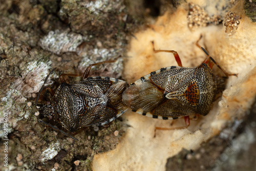 Shield bugs, Elasmucha fieberi mating on bark, macro photo