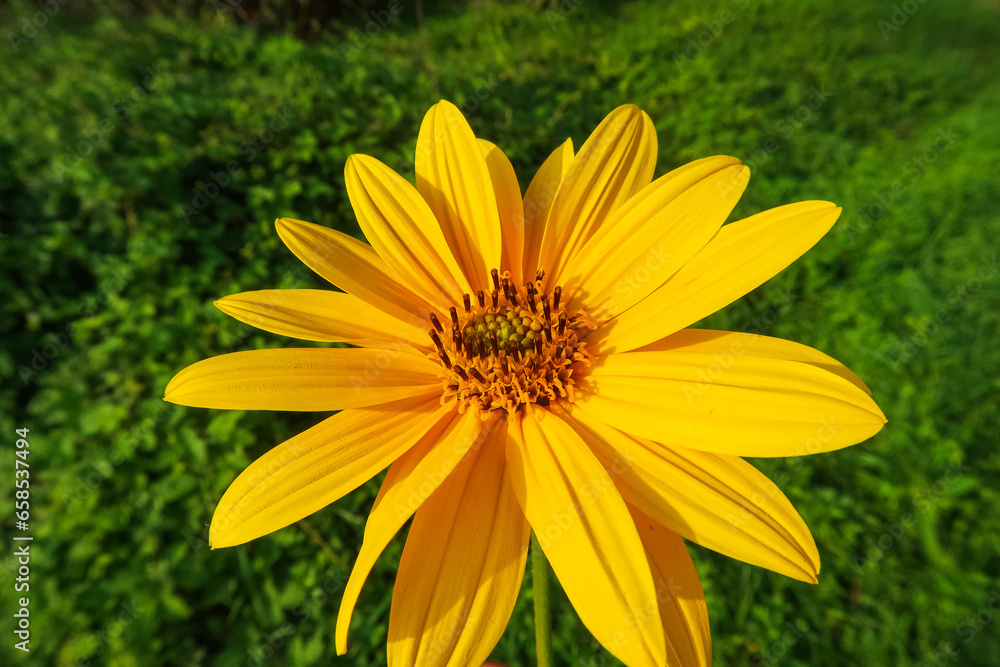 Topinambur flowering flower plant herb nature natural detail close up Topinambur flowering flower plant herb nature natural detail close up