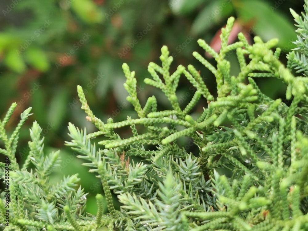 Green leaves of pine tree or cypress tree in the park blurred background. Selective focus. Green leaves of pine tree or cypress tree in the park blurred background. Selective focus.