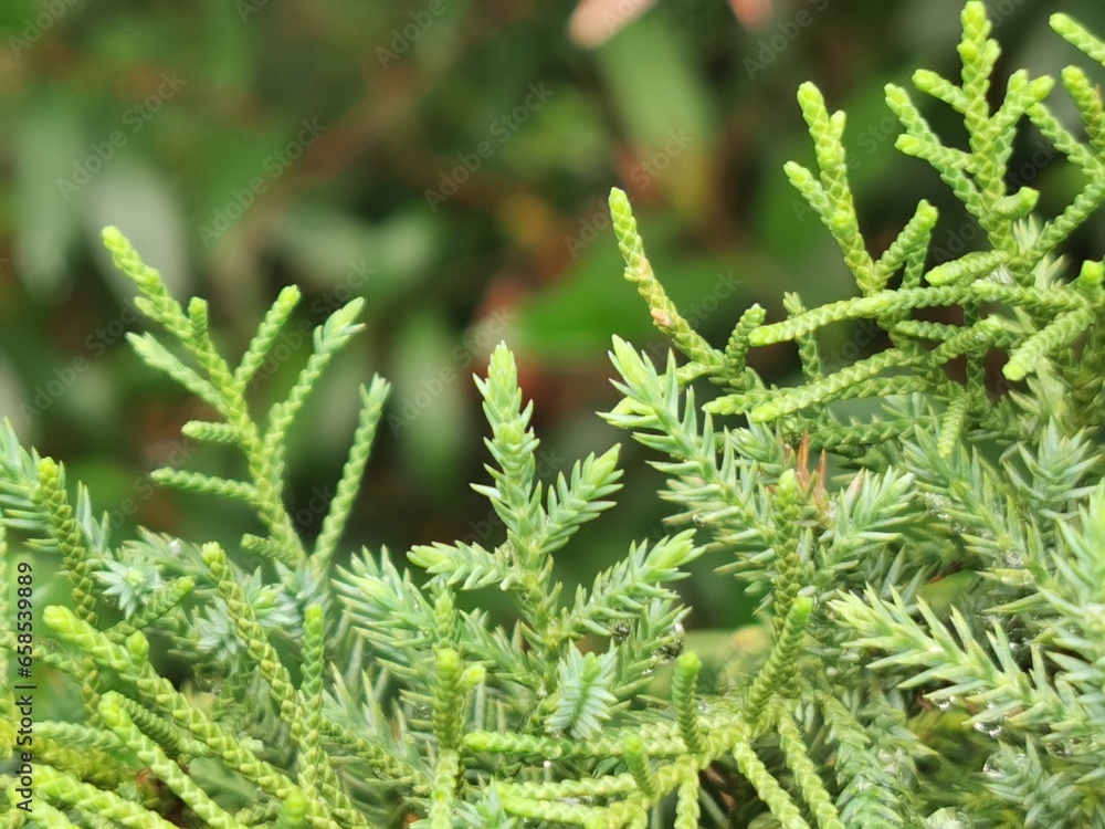 Green leaves of pine tree or cypress tree in the park blurred background. Selective focus. Green leaves of pine tree or cypress tree in the park blurred background. Selective focus.