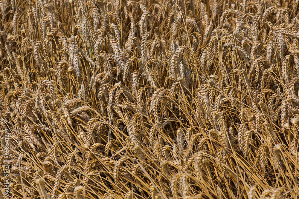 background of ears of ripe wheat ready to be harvested by the farmer background of ears of ripe wheat ready to be harvested by the farmer