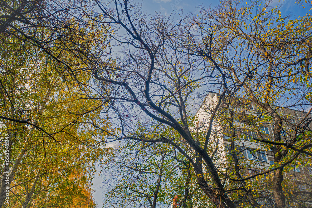 Trees with yellow leaves on an autumn day Trees with yellow leaves on an autumn day