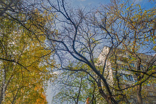 Trees with yellow leaves on an autumn day