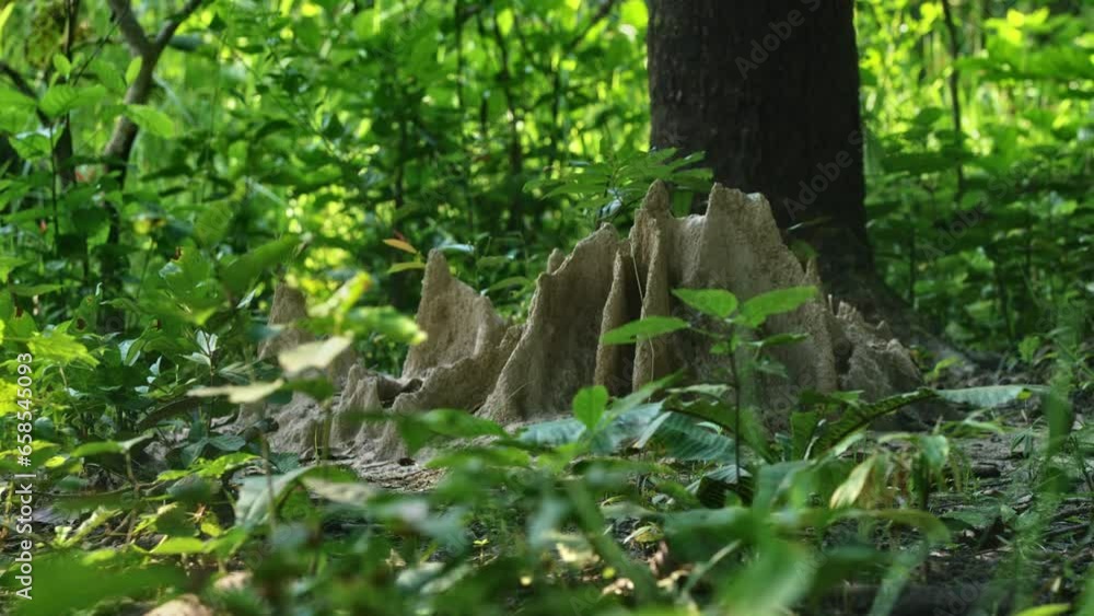 Ant Hill In Lush Nepal Jungle