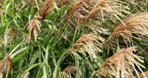 Miscanthus sinensis, the eulalia or Chinese silver grass is a species of flowering plant in the grass family Poaceae, native to eastern Asia throughout most of China, Japan, Taiwan and Korea. photo