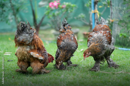 Photos Brahma Chicken Brahma Light color Brahma Gold color BraHma Bluegold Color Brahma