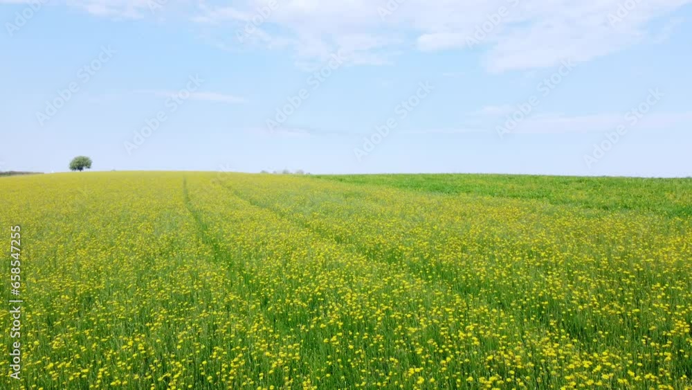 Gelb blühende Wildblumen auf dem Feld, Wiesen-Bocksbart, Tragopogon pratensis, Drohnenperspektive Gelb blühende Wildblumen auf dem Feld, Wiesen-Bocksbart, Tragopogon pratensis, Drohnenperspektive