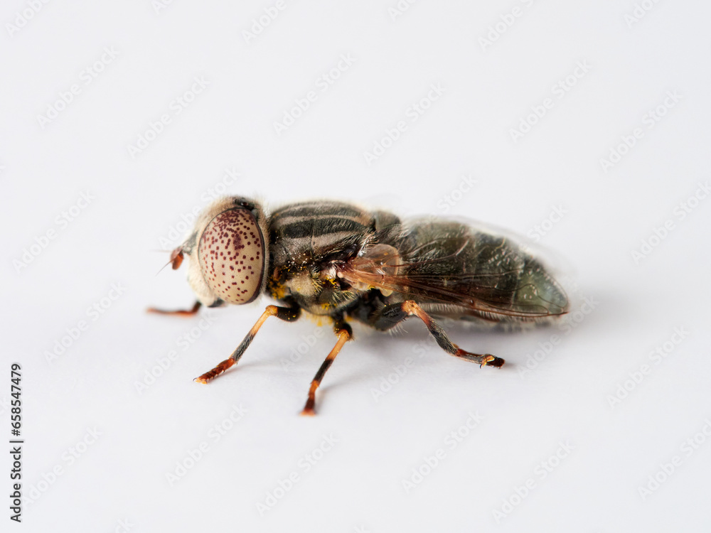 Common Lagoon Fly. Eristalinus aeneus. Common Lagoon Fly. Eristalinus aeneus.