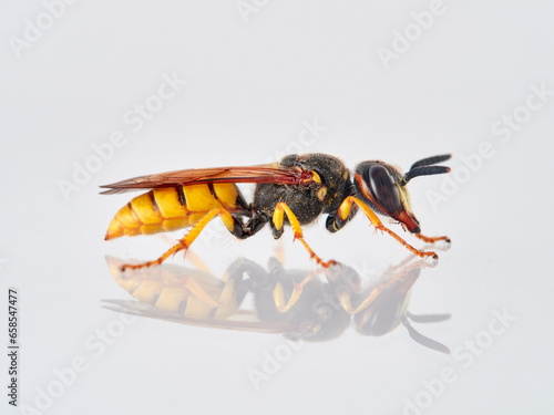 The Bee Wolf. Philanthus triangulum photo