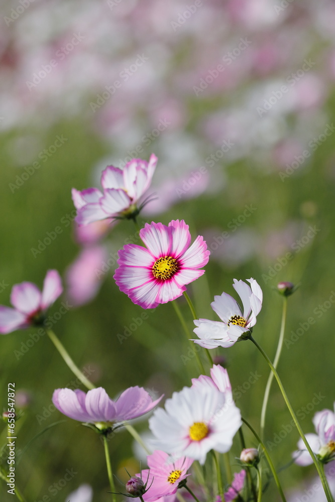 満開のコスモス