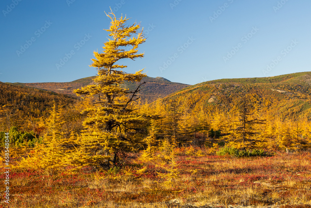 Fototapeta premium Yellowed autumn larches against the backdrop of mountains. Beautiful autumn landscape. Amazing northern nature of the Magadan region and Siberia. Travels and hikes in the Far East of Russia.