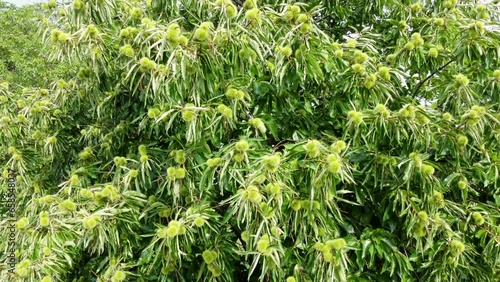 Großer Esskastanienbaum mit Früchten, Castanea sativa, Drohnenperspektive