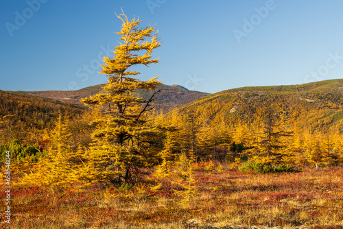Yellowed autumn larches against the backdrop of mountains. Beautiful autumn landscape. Amazing northern nature of the Magadan region and Siberia. Travels and hikes in the Far East of Russia.