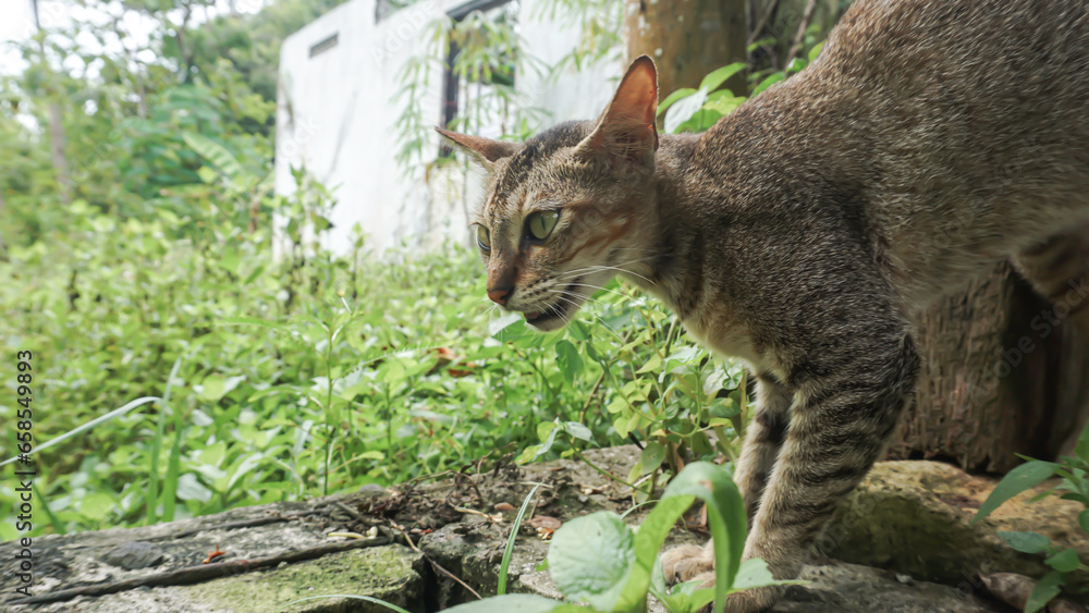 Cute domestic cat in the garden. Selective focus. Portrait of a wild cat in a natural environment. Sitting, standing, close up. Cute domestic cat in the garden. Selective focus. Portrait of a wild cat in a natural environment. Sitting, standing, close up.