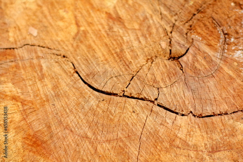 wood texture, stump, felled tree, crack in wood