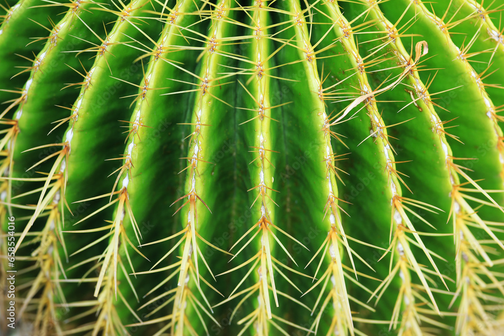 Macro Green Cactus Plant or Call Echinocactus grusonii with yellow thorn The genus Mammillaria is one of the largest in the cactus family. Nature Green Tropical Plant backdrop and beautiful detail Macro Green Cactus Plant or Call Echinocactus grusonii with yellow thorn The genus Mammillaria is one of the largest in the cactus family. Nature Green Tropical Plant backdrop and beautiful detail