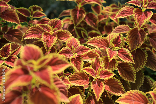 Abstract Closeup of Coleus , Painted Nettle or Plectranthus scutellarioides is Red and orange color leaf Plant in the Garden Thailand 