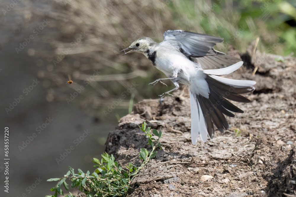 Bachstelze (Motacilla alba) jagt Fliege Bachstelze (Motacilla alba) jagt Fliege