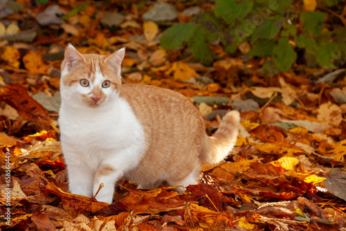 Rot-weiße Katze durchstreift mit aufmerksamem Blick das Herbstlaub