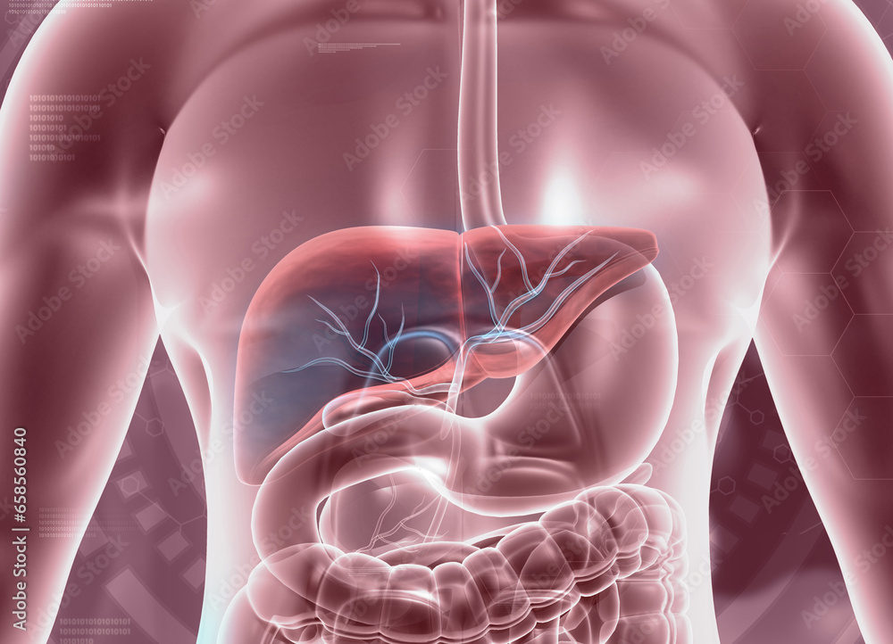 Human liver, digestive system anatomy on medical background. 3d illustration. - obrazy, fototapety, plakaty 