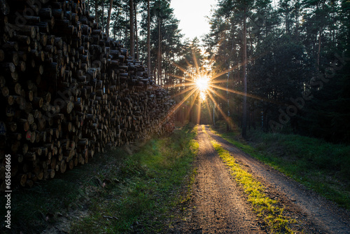 sonnen im wald 