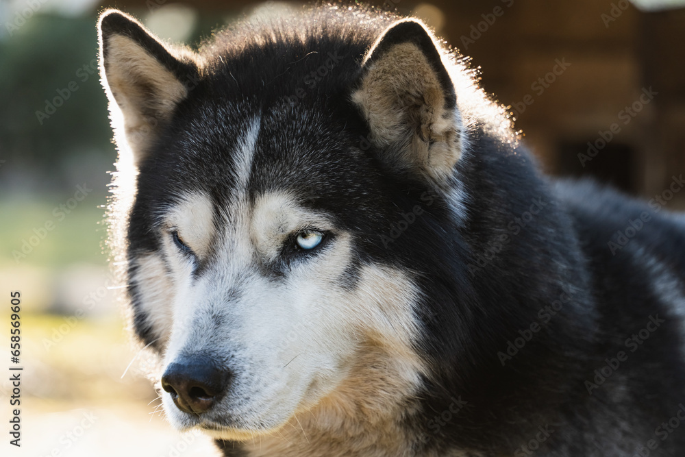 The muzzle of a beautiful husky dog. Close up. The muzzle of a beautiful husky dog. Close up.
