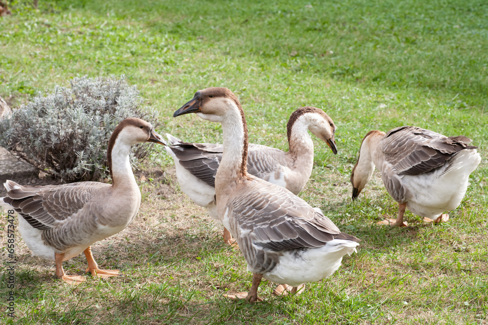 Geese graze on green grass. Horizontal frame. Geese graze on green grass. Horizontal frame.