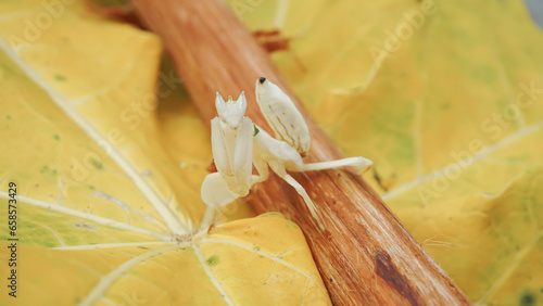 Mantis grasshopper on yellow papaya leaf, closeup, Indonesia.