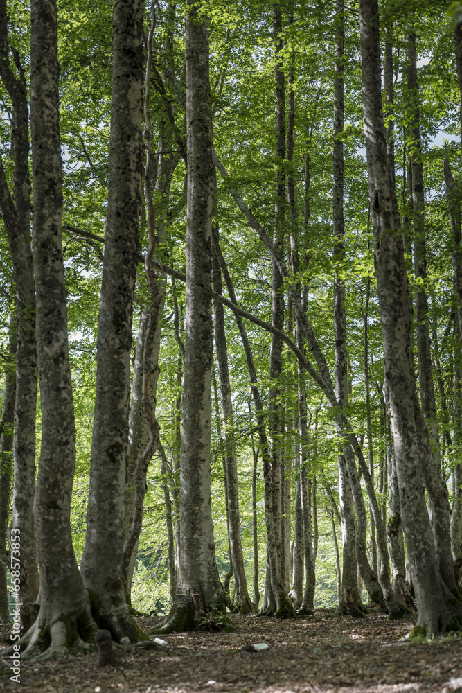 tall logs of beech wood at Terminillo mountain range, Italy tall logs of beech wood at Terminillo mountain range, Italy