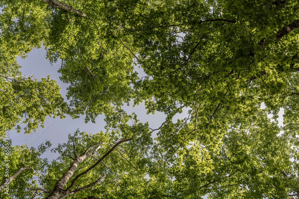 sky through leaves at beech wood onTerminillo mountain range, Italy sky through leaves at beech wood onTerminillo mountain range, Italy